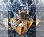 Small Photo #1 French Bulldog Puppy For Sale in STAFFORD, VA, USA