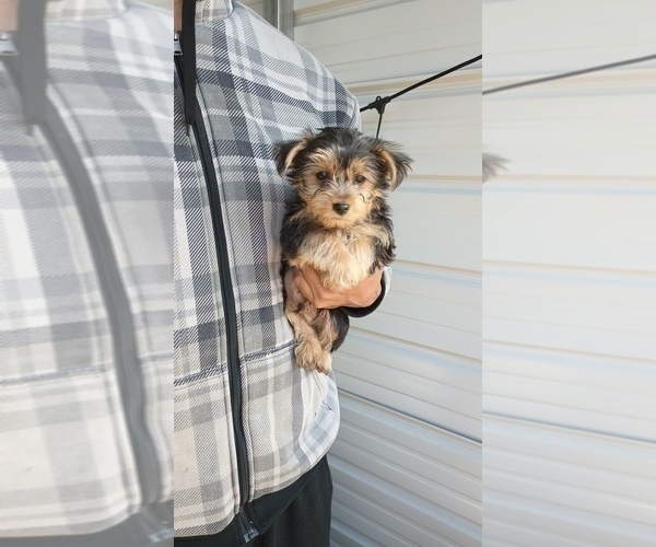 Medium Photo #42 Yorkshire Terrier Puppy For Sale in BENSON, NC, USA
