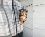 Small Photo #42 Yorkshire Terrier Puppy For Sale in BENSON, NC, USA