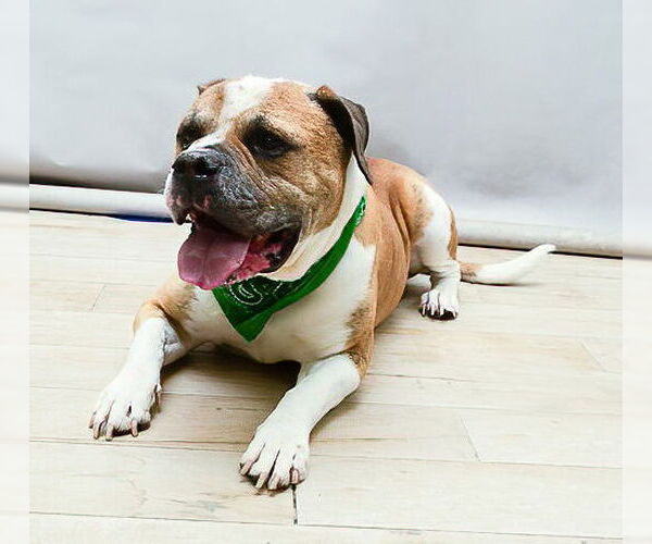 Medium Photo #2 Boxer-Unknown Mix Puppy For Sale in Sanford, FL, USA