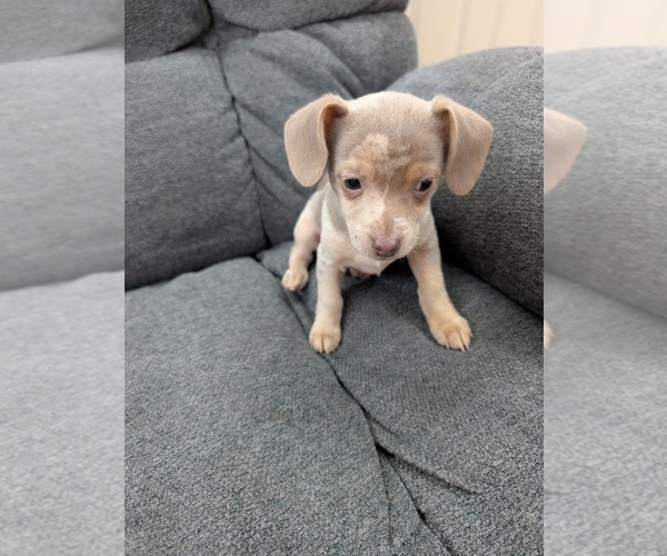 Medium Photo #2 Chiweenie Puppy For Sale in CAMANO ISLAND, WA, USA