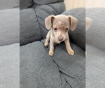 Small Photo #2 Chiweenie Puppy For Sale in CAMANO ISLAND, WA, USA