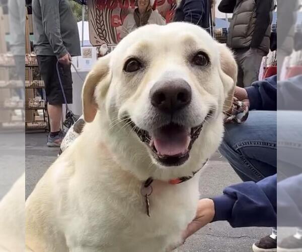 Medium Photo #5 Labrador Retriever-Unknown Mix Puppy For Sale in San Diego, CA, USA