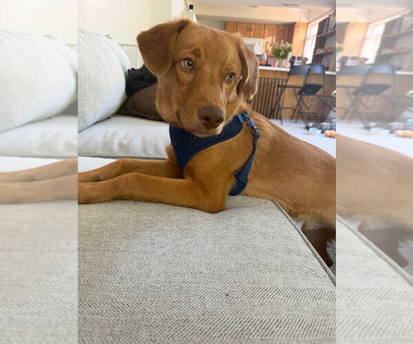 Medium Photo #3 Retriever -Unknown Mix Puppy For Sale in Salt Lake City, UT, USA