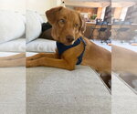 Small #2 Retriever  Mix