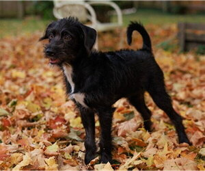 Mutt Dogs for adoption in Ames, IA, USA