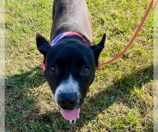 Medium Photo #2 Boxer-Unknown Mix Puppy For Sale in Roaring River, NC, USA