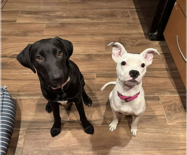 Medium Photo #4 Bullboxer Pit Puppy For Sale in phoenix, AZ, USA