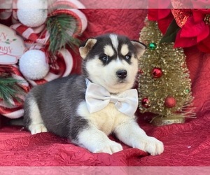 Siberian Husky Puppy for sale in LANCASTER, PA, USA