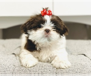 Shih Tzu Puppy for sale in SEGUIN, TX, USA