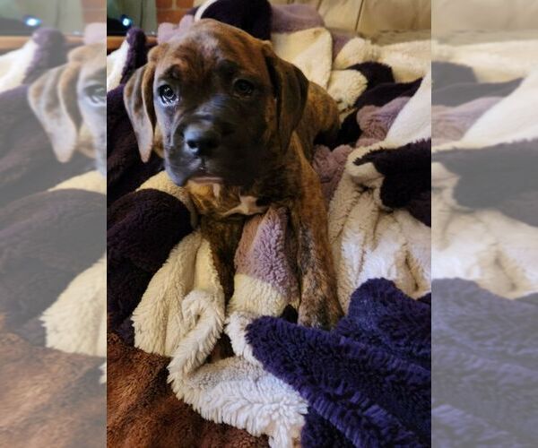Medium Photo #19 Boxer Puppy For Sale in EAST LONGMEADOW, MA, USA