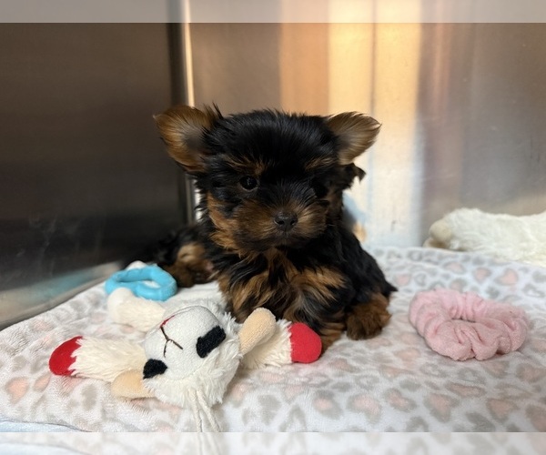 Medium Photo #3 Yorkshire Terrier Puppy For Sale in VALRICO, FL, USA