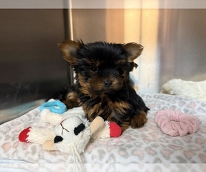 Medium Yorkshire Terrier