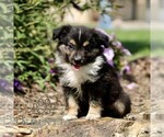 Small #2 Miniature Australian Shepherd