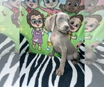 Small Photo #9 Weimaraner Puppy For Sale in ELKTON, KY, USA