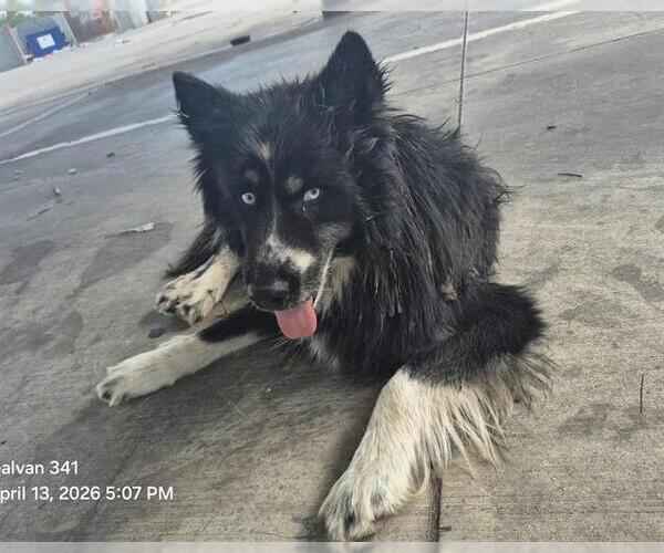 Medium Photo #1 Siberian Husky-Unknown Mix Puppy For Sale in San Antonio, TX, USA