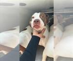 Small American Pit Bull Terrier Mix