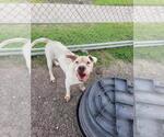 Small #1 American Pit Bull Terrier Mix