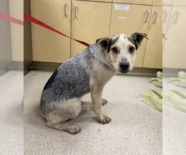 Medium Photo #1 Mutt Puppy For Sale in Riverside, CA, USA