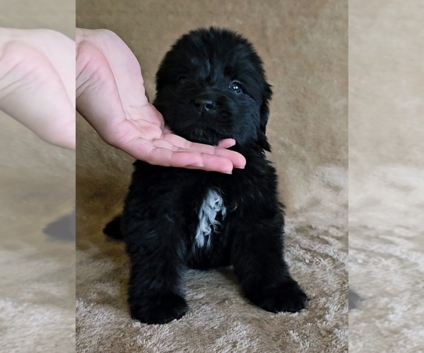 Medium Photo #4 Newfoundland Puppy For Sale in CAMBRIDGE, NE, USA