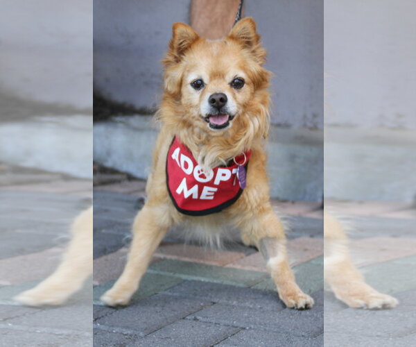 Medium Photo #4 Chiranian Puppy For Sale in Mission Viejo, CA, USA