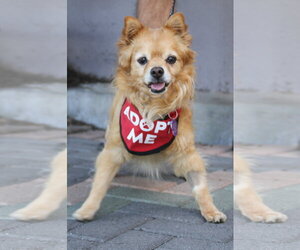 Darling Dexter - Male Chiranian Dog for Adoption - Photo #4