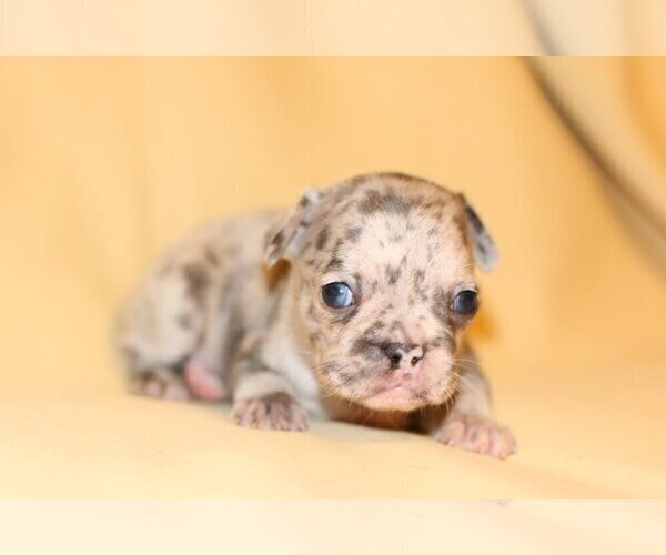 Medium Photo #2 French Bulldog Puppy For Sale in ZIONSVILLE, IN, USA