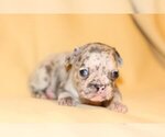 Small Photo #2 French Bulldog Puppy For Sale in ZIONSVILLE, IN, USA