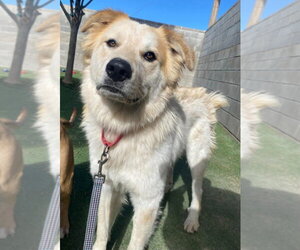 Great Pyrenees-Unknown Mix Dogs for adoption in Lakewood, CO, USA