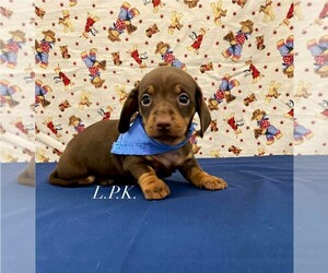 Dachshund Puppy for sale in WINNSBORO, LA, USA
