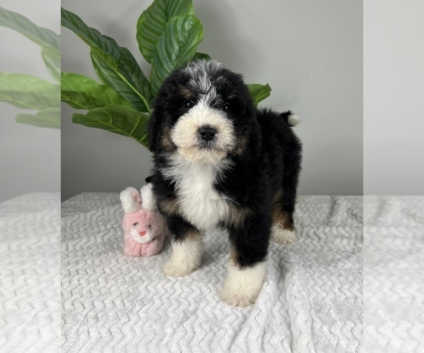 Medium Photo #5 Bernedoodle (Miniature) Puppy For Sale in FRANKLIN, IN, USA