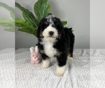Small Photo #5 Bernedoodle (Miniature) Puppy For Sale in FRANKLIN, IN, USA