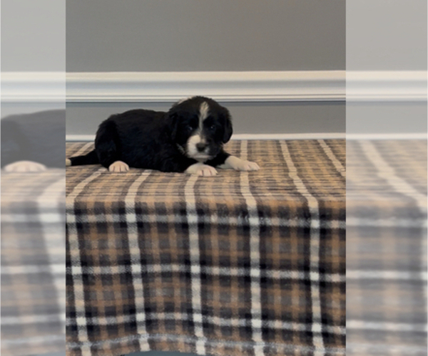 Medium Photo #27 Bernedoodle-Labradoodle Mix Puppy For Sale in MILFORD, NJ, USA