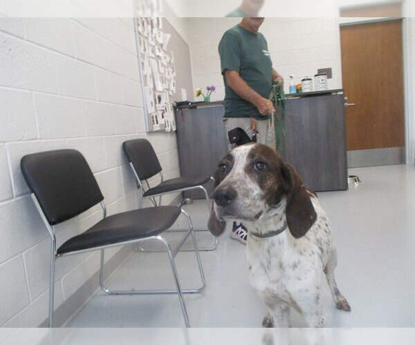 Medium Photo #1 Pointer Puppy For Sale in Ocala, FL, USA