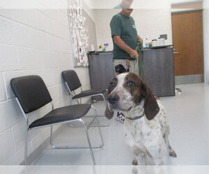 Pointer Dogs for adoption in Ocala, FL, USA