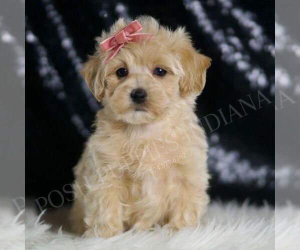 Medium Photo #1 Maltipoo Puppy For Sale in WARSAW, IN, USA