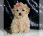 Small Maltipoo