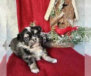 Chihuahua Puppy for sale in NEWVILLE, PA, USA
