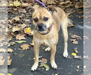 Chug Dogs for adoption in Batavia, OH, USA