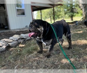 Mother of the English Bulldog puppies born on 05/14/2025