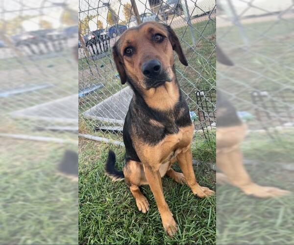 Medium Photo #3 Shepradors Puppy For Sale in Rosenberg, TX, USA