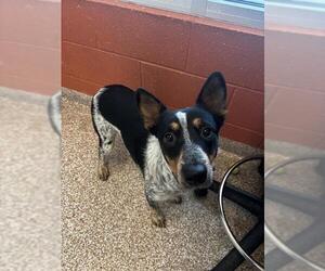 Mutt Dogs for adoption in Pueblo, CO, USA