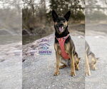 Small #3 German Shepherd Dog Mix
