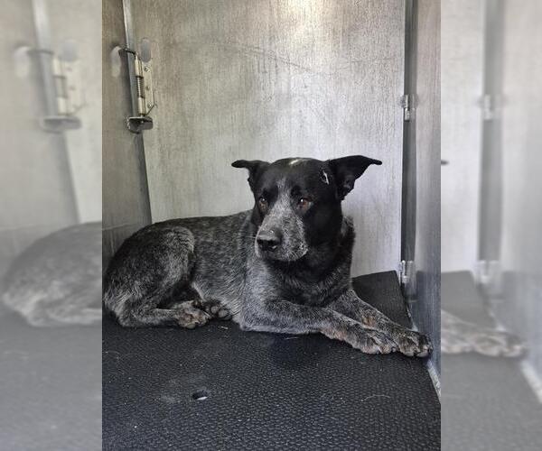 Medium Photo #1 Mutt Puppy For Sale in San Antonio, TX, USA