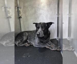 Mutt Dogs for adoption in San Antonio, TX, USA