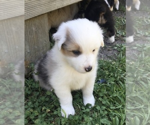 Australian Shepherd Puppy for Sale in PINEHURST, North Carolina USA