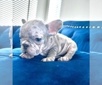 Small #27 French Bulldog