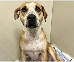 American Staffordshire Terrier-Unknown Mix Dogs for adoption in Raleigh, NC, USA