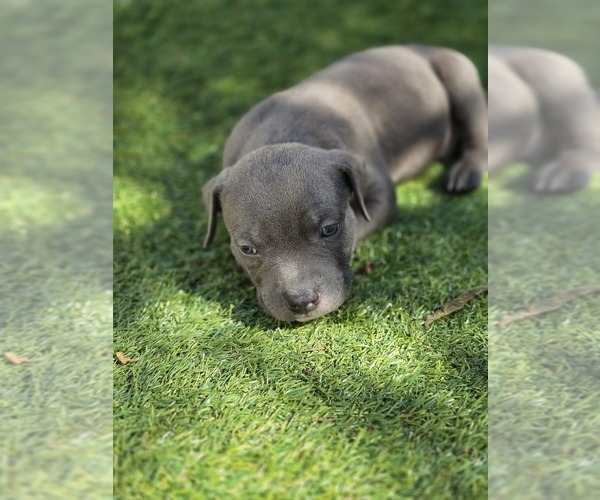 Medium Photo #1 American Pit Bull Terrier Puppy For Sale in SOUTHBOROUGH, MA, USA