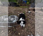 Small Australian Shepherd Mix
